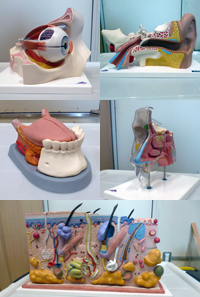 感覚器官模型セット