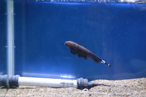 サンピアザ水族館 ブラックゴーストの写真