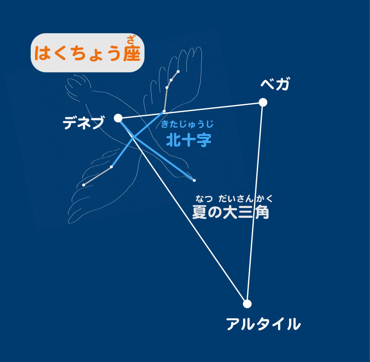 はくちょう座.jpg